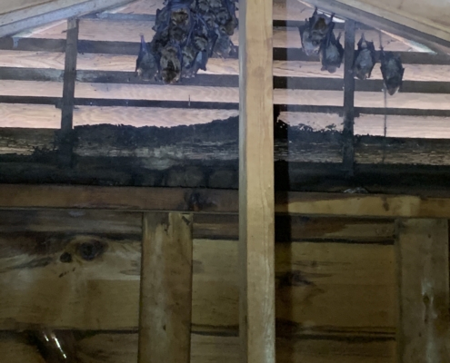 Bats in attic gable vent